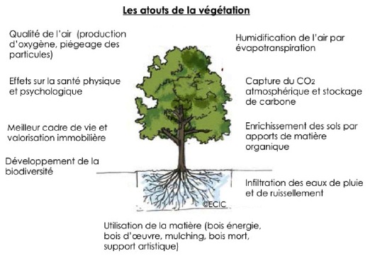 Atouts de l'arbre