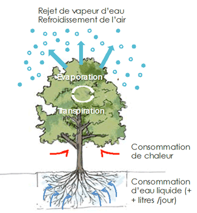 Climatisation Naturelle Végétation
