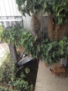 Jardin végétalisé immeuble IBR