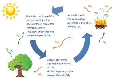 Energie-bois_cycle-du-carbone